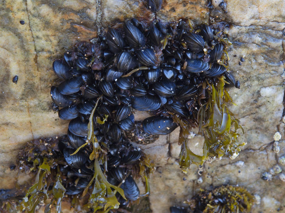 Mytilus edulis